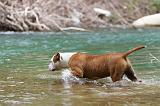 AMSTAFF  PUPPIES 032